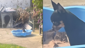 Illustration : Un chien marqué par une mauvaise rencontre avec ses congénères, émeut les internautes lorsqu'il se retrouve seul dans son bac à sable