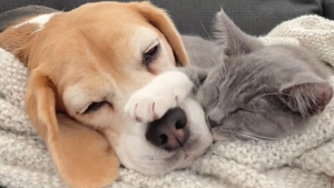 Illustration : Très amie avec sa sœur Beagle, cette petite chatte veut la suivre en promenade et sait le faire comprendre à leur maîtresse (vidéo)
