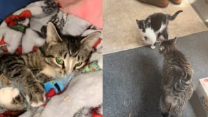 Illustration : Cette chatte autrefois agressive car privée de ses petits adopte un nouveau chaton (vidéo)