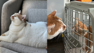 Illustration : Ce chat rongé par la solitude et l'anxiété revit grâce au chaton adopté par sa famille