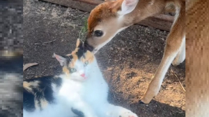 Illustration : Cette chatte qui ne s'entend pas avec ses congénères préfère passer du temps avec ses nouveaux amis faons (vidéo)