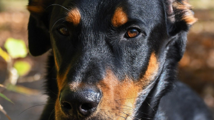 Illustration : Un sans-abri dévasté par le vol de son chien par un couple alerte la police qui intervient rapidement