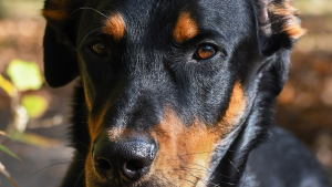 Illustration : Un sans-abri dévasté par le vol de son chien par un couple alerte la police qui intervient rapidement