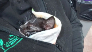 Illustration : L’impressionnante ténacité d’une chatonne errante survivant une première nuit tandis que tout la condamnait