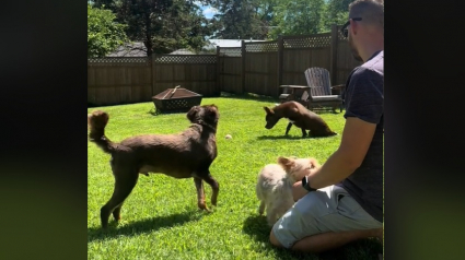 Illustration : L’altruisme époustouflant d’un chien aidant son congénère paralysé à récupérer la balle (vidéo)
