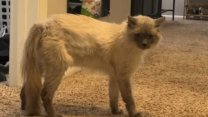 Illustration : La fantastique évolution d'un chaton de refuge mal en point en un chat adulte heureux et en parfaite santé 8 mois après son adoption (vidéo)