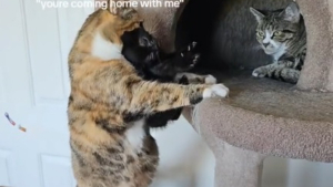 Illustration : Une chatte séniore décide d'adopter le chaton recueilli par sa famille et escalade son arbre à chat pour le mettre à l'abri (vidéo)