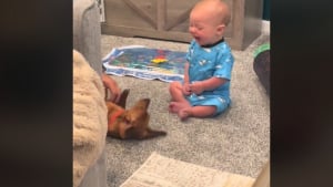 Illustration : Ce bébé rencontre un chien pour la première fois et entre dans un fou rire contagieux (vidéo) 