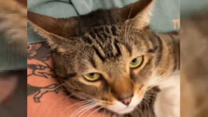 Illustration : Elle adopte une chatte qui lui vole son petit ami sans la moindre vergogne (vidéo)