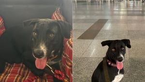 Illustration : Une chienne à 3 pattes troque l'errance en Inde contre une nouvelle vie heureuse 11 000 km plus loin