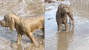 Illustration : Une chienne entre dans une telle extase en s'offrant un bain de boue pour la première fois de sa vie qu'elle ignore les ordres de ses maîtres (vidéo)