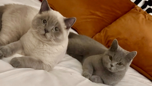 Illustration : Une jeune femme pensait avoir 2 chattes mais réalise son erreur lorsque l’une d’elles accouche de 5 chatons (vidéo)