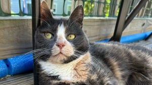 Illustration : À cause d’un problème médical, cette adorable chatte souffre d’hallucinations (vidéo)