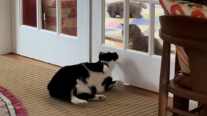 Illustration : Les vaines tentatives d'un chat de séduire la chatte dont il est épris émeuvent les internautes (vidéo) 