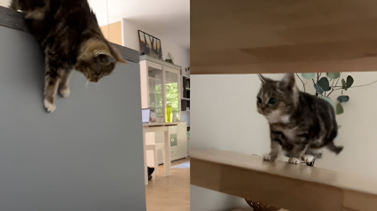 Illustration : Ce chat nain de 14 ans prouve tous les jours que son âge et sa taille n'ont aucune emprise sur ses qualités athlétiques (vidéo)