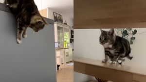 Illustration : Ce chat nain de 14 ans prouve tous les jours que son âge et sa taille n'ont aucune emprise sur ses qualités athlétiques (vidéo)
