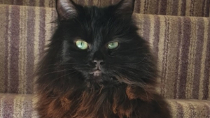 Illustration : Un chat sort un soir et disparaît, sa propriétaire apprend 4 ans plus tard qu'il est toujours en vie