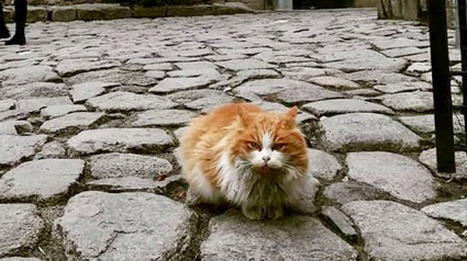 Illustration : L’étrange histoire de Sir Whiskers, un chat âgé élu maire contre sa volonté