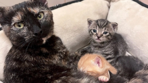 Illustration : Une ex-chatte errante, mère de 3 chatons, accepte de prendre en charge 2 orphelins et de les aimer de manière inconditionnelle  