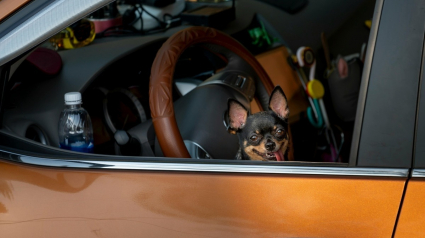 Illustration : Sauvetage in extremis d'un chien enfermé dans la voiture de son maître où la température atteignait 65°C 