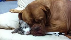 Illustration : 12 chiens qui sont profondément amoureux des chats