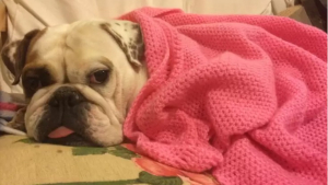 Illustration : 13 chiens qui ne risquent pas d’avoir froid