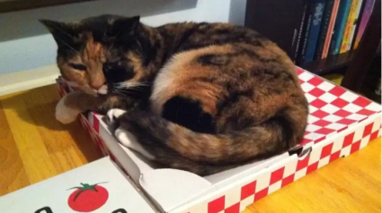 Illustration : 10 chats qui sont tombés amoureux d’un carton de pizza