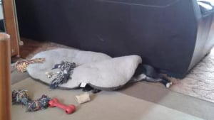 Illustration : 14 chiens qui ont une manière bien à eux de se reposer