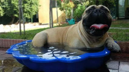 Illustration : 18 photos de chiens qui se rafraîchissent avec bonheur dans leur piscine personnelle