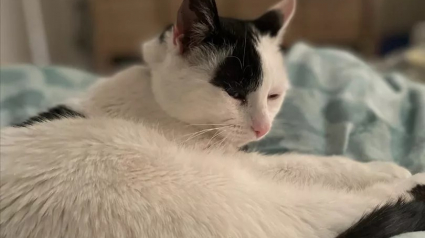 Illustration : Après une disparition de 3 longues années, une chatte âgée réapparaît mystérieusement et retrouve son foyer grâce à sa micropuce