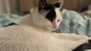 Illustration : Après une disparition de 3 longues années, une chatte âgée réapparaît mystérieusement et retrouve son foyer grâce à sa micropuce
