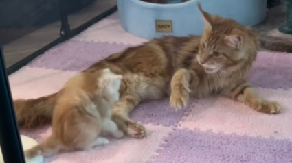 Illustration : Cet insaisissable chaton Maine Coon en fait voir de toutes les couleurs à sa maman qui tente de le toiletter (vidéo)