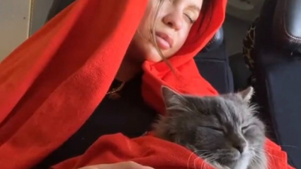 Illustration : Un chat se distingue par son comportement calme et silencieux dans un avion où les pleurs d’un bébé humain retentissent (vidéo)