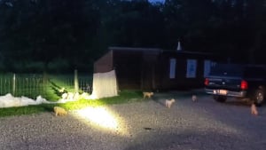 Illustration : La découverte de 40 chiens abandonnés dans un parc amène le refuge local à demander l'aide de 4 associations