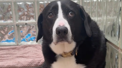 Illustration : De retour au refuge après 8 ans de vie de famille, ce chien retrouve le sourire grâce à une personne du passé (vidéo)