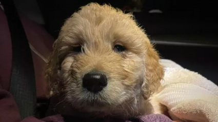 Illustration : Un chiot de 7 semaines est emmené chez le vétérinaire pour être euthanasié, mais le praticien décide de lui sauver la vie