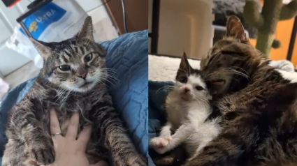 Illustration : L'émotion d'une femme racontant les dernières semaines de la vie d'un chat sénior au "gros coeur plein d'amour" qu'elle a adopté (vidéo)