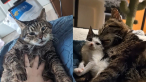 Illustration : L'émotion d'une femme racontant les dernières semaines de la vie d'un chat sénior au "gros coeur plein d'amour" qu'elle a adopté (vidéo)