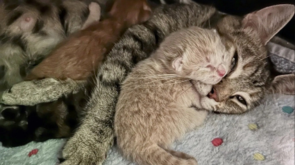 Illustration : Une femme se rend au refuge pour accueillir des chatons et adopte finalement une chatte gestante en détresse