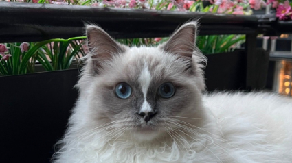 Illustration : Ce chat attentionné a pris l’habitude de rapporter des fleurs à sa maîtresse à chacune de ses sorties (vidéo)