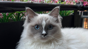 Illustration : Ce chat attentionné a pris l’habitude de rapporter des fleurs à sa maîtresse à chacune de ses sorties (vidéo)
