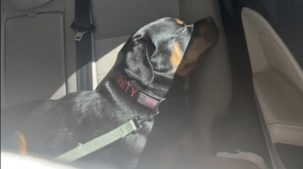 Illustration : Inquiète pour sa Rottweiler qui refuse de manger, elle dépense une fortune chez le vétérinaire pour découvrir que sa chienne est simplement exigeante
