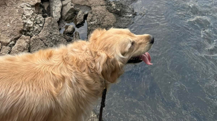 Illustration : Une policière fait appel à son Golden Retriever pour gagner la confiance d'une fillette en fugue