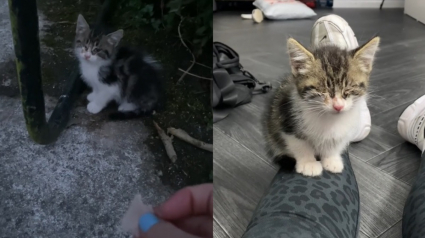 Illustration : Un chaton souffrant s'approche d'une maison et attire l'attention de la maîtresse des lieux qui passe en mode maman (vidéo)