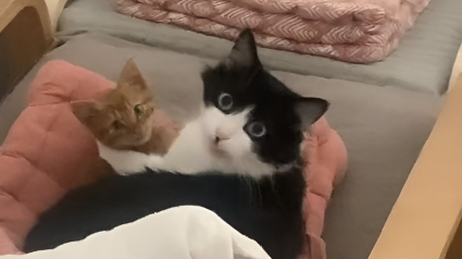 Illustration : Une femme recueille un chaton abandonné et sa chatte l'adopte comme son propre bébé (vidéo)