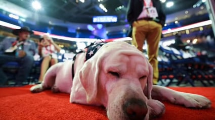 Illustration : Lors de cette réunion politique, les chiens d’assistance ont volé la vedette à leurs maîtres et le cœur de tout le monde