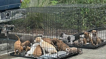 Illustration : Abandonnés devant une épicerie, 16 chiots couverts de puces et de cicatrices ouvrent un chapitre placé sous le signe de l'espoir