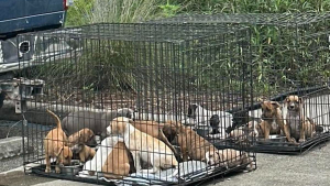Illustration : Abandonnés devant une épicerie, 16 chiots couverts de puces et de cicatrices ouvrent un chapitre placé sous le signe de l'espoir