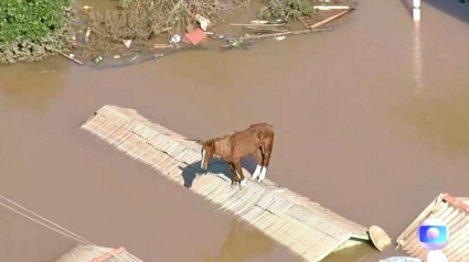 Illustration : Caramelo, le cheval bloqué sur un toit et sauvé des inondations devient un symbole d'espoir (vidéo)