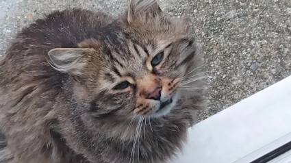 Illustration : La nouvelle vie de Yuri, chat ayant rompu avec l'errance après avoir arpenté les jardins du quartier pendant des mois